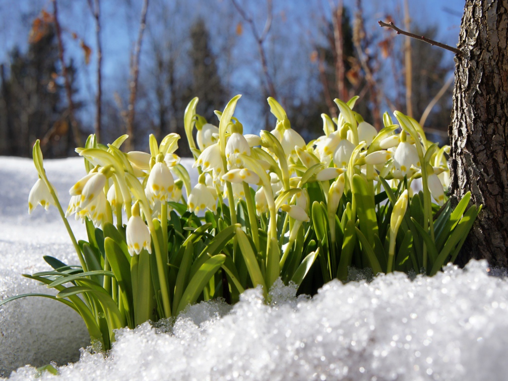 Первые весенние подснежники в заснеженном лесу 