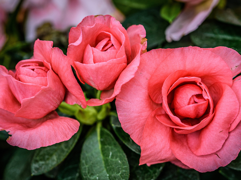 Три нежных розовых цветка бегонии крупным планом