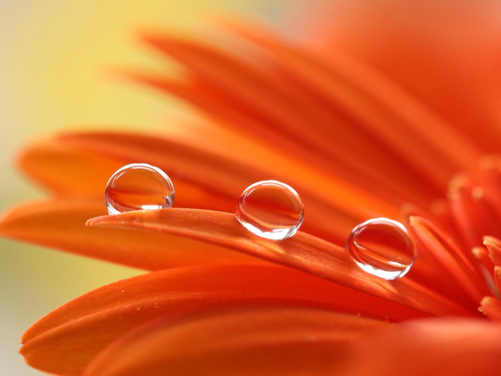 Три капли воды на лепестках оранжевой герберы