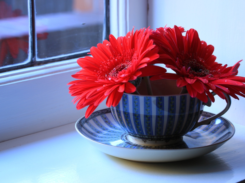 Три цветка красной герберы в чашке на подоконнике 