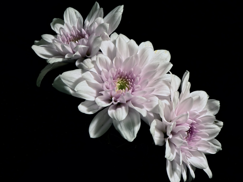 Три розовых цветка хризантемы на черном фоне