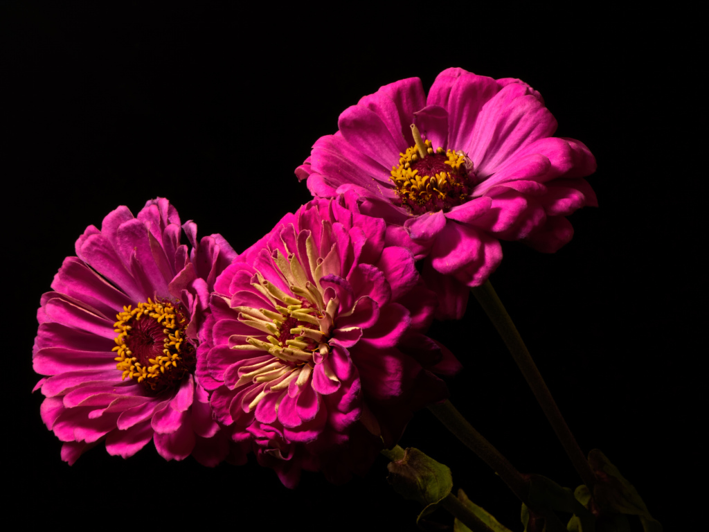 Три розовых цветка циннии на черном фоне