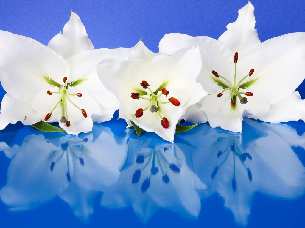 Три белые лилии отражаются в голубой поверхности 