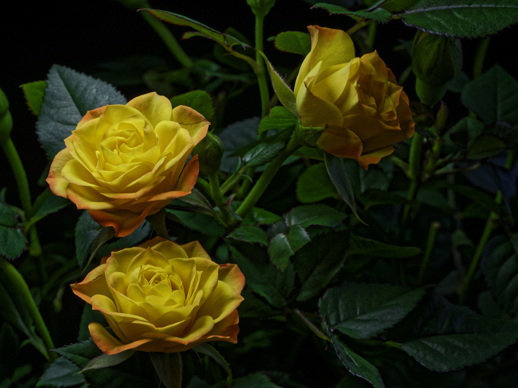 Три желтые розы с зелеными листьями на черном фоне