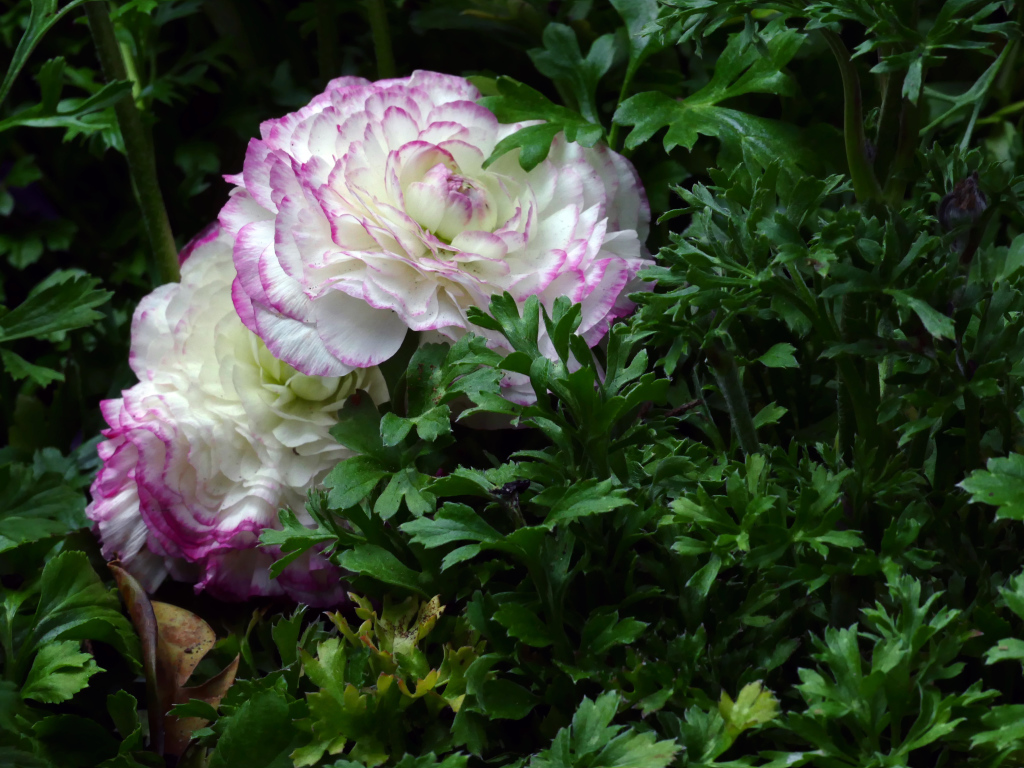 Два красивых цветка лютика в зеленых листьях 