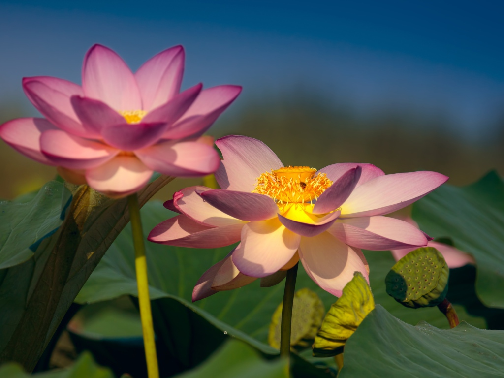 Два красивых нежных цветка лотоса в зеленых листьях