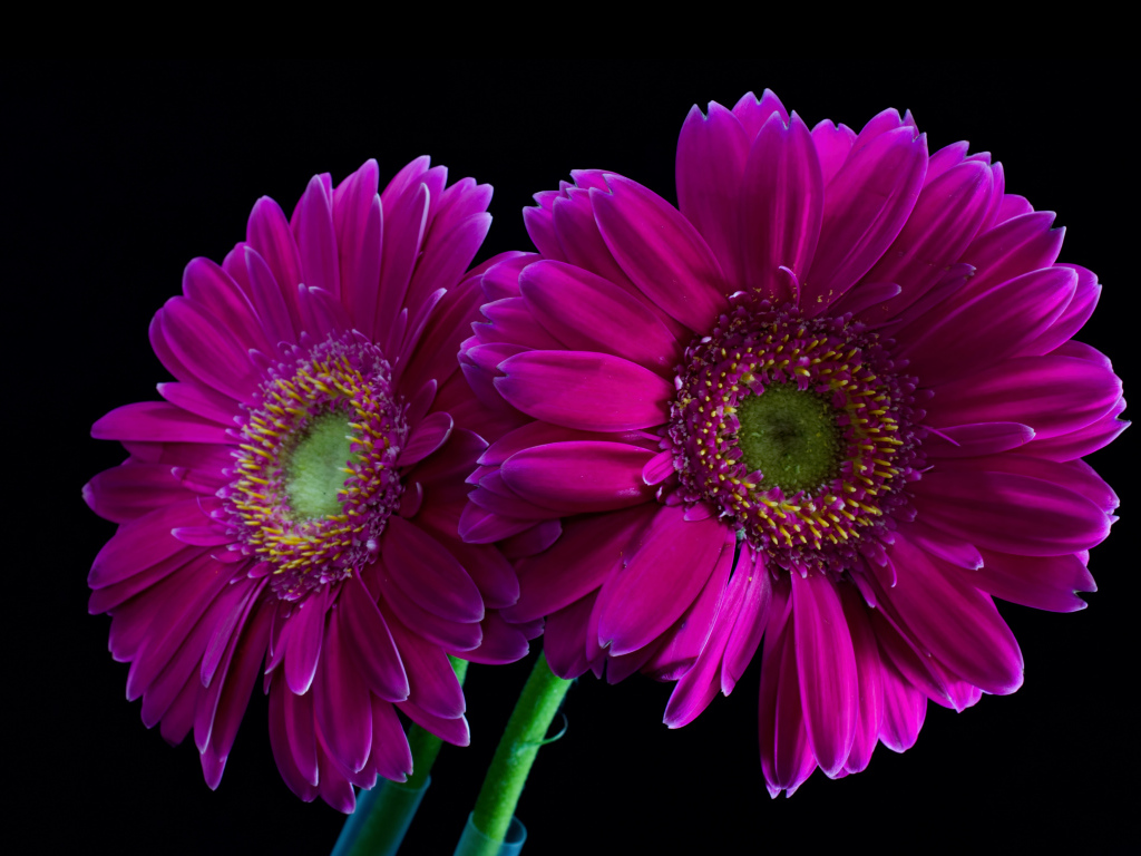 Две сиреневые герберы на черном фоне