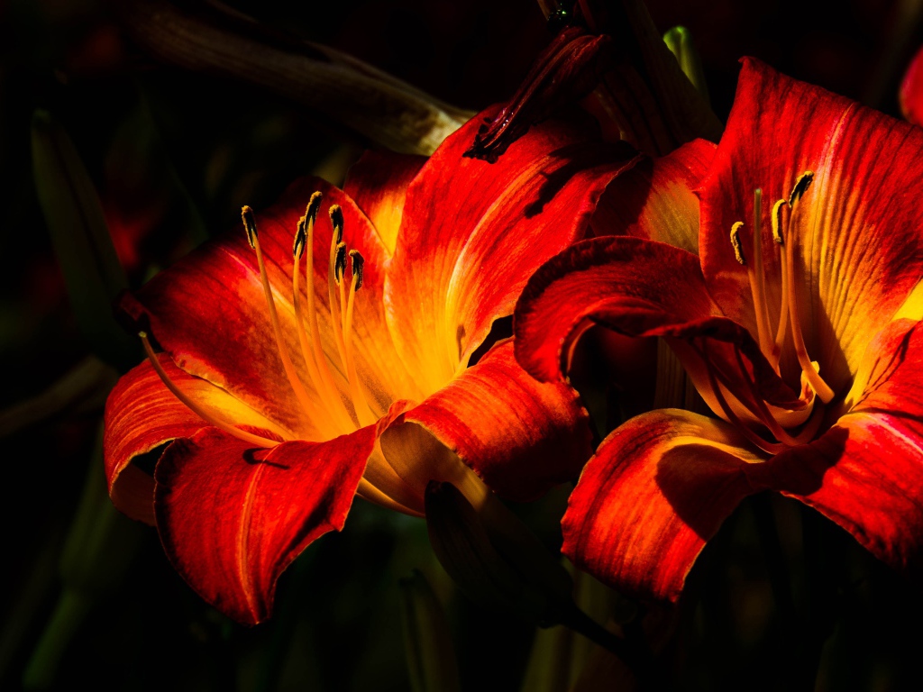 Две оранжевые лилии на клумбе