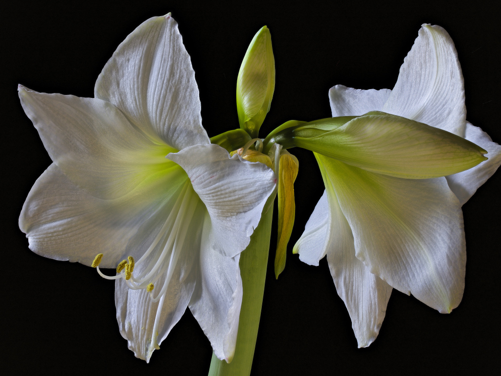 Два белых цветка амариллиса на черном фоне 