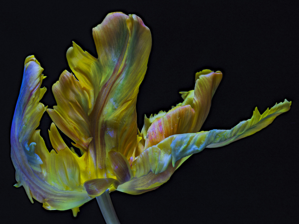 Необычный тюльпан на черном фоне крупным планом