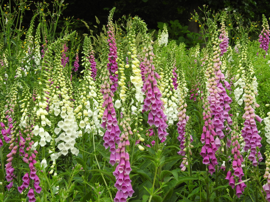 White and pink foxglove flowers close up