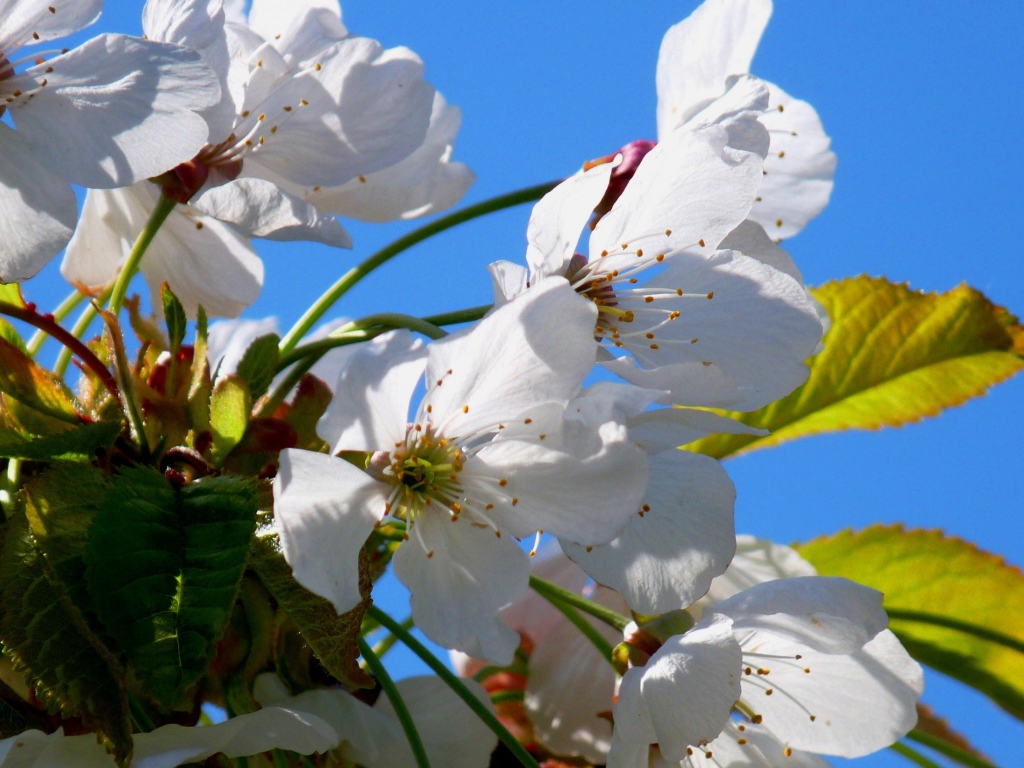Белые цветы вишни с зелеными листьями на фоне голубого неба весной