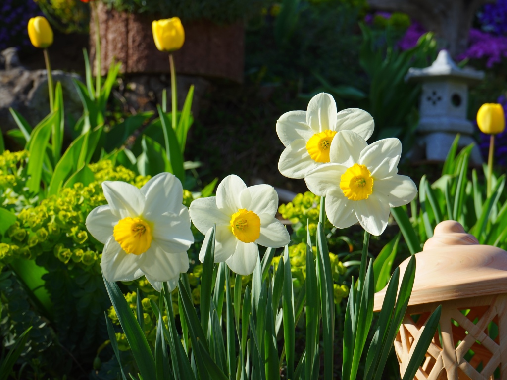 Белые нарциссы на клумбе 