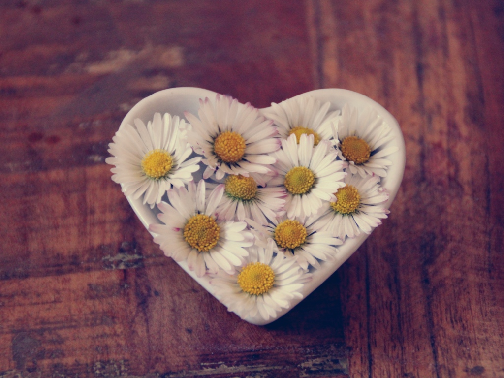 Белые ромашки в посуде в форме сердца