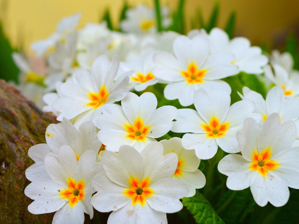 Белые нежные цветы комнатного цветка примула