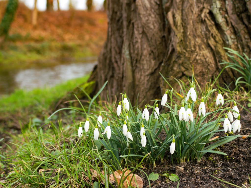 Белые первые весенние цветы подснежники под деревом