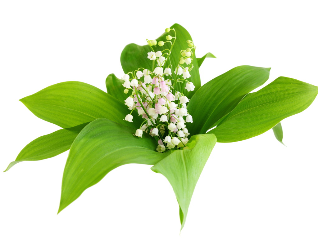 Белые нежные ландыши в зеленых листьях на белом фоне