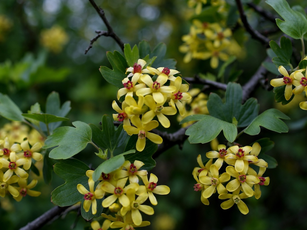 Желтые цветы смородины на ветках весной
