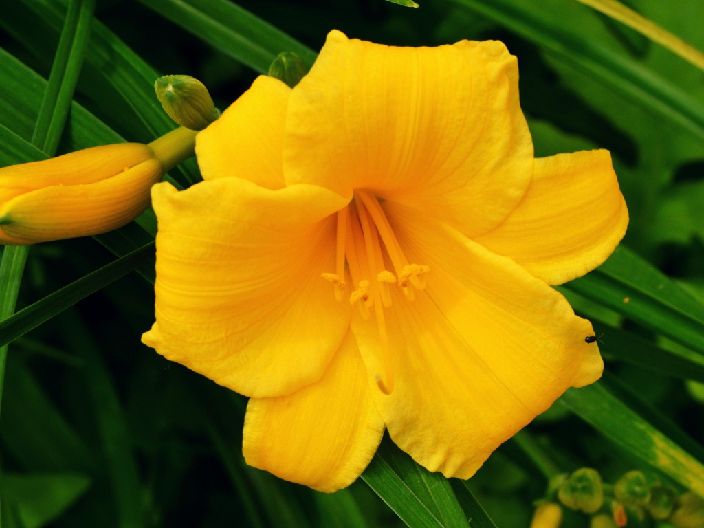 Желтая лилия с бутонами в зеленых листьях 