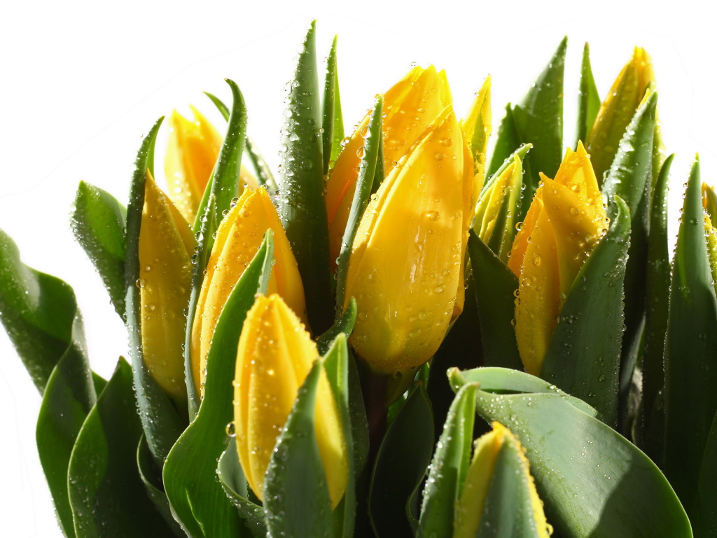 Желтые мокрые тюльпаны с зелеными листьями на белом фоне