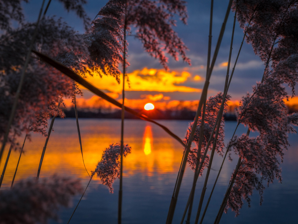 Тростник у воды на закате солнца 
