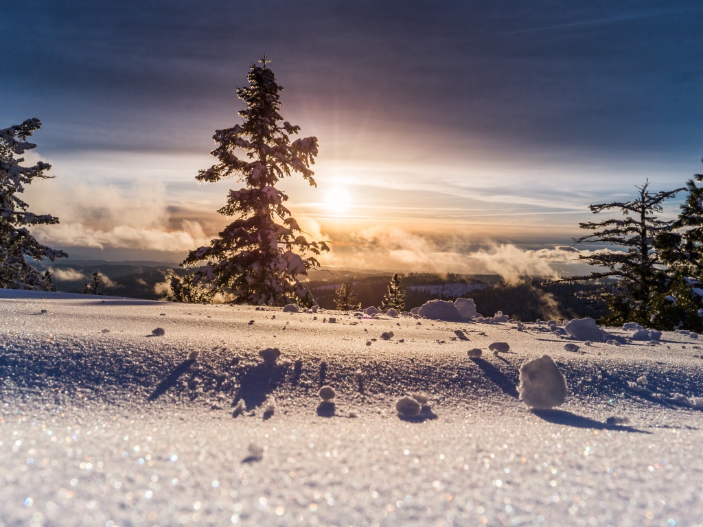 Bright winter sun covers a snow-covered slope with firs