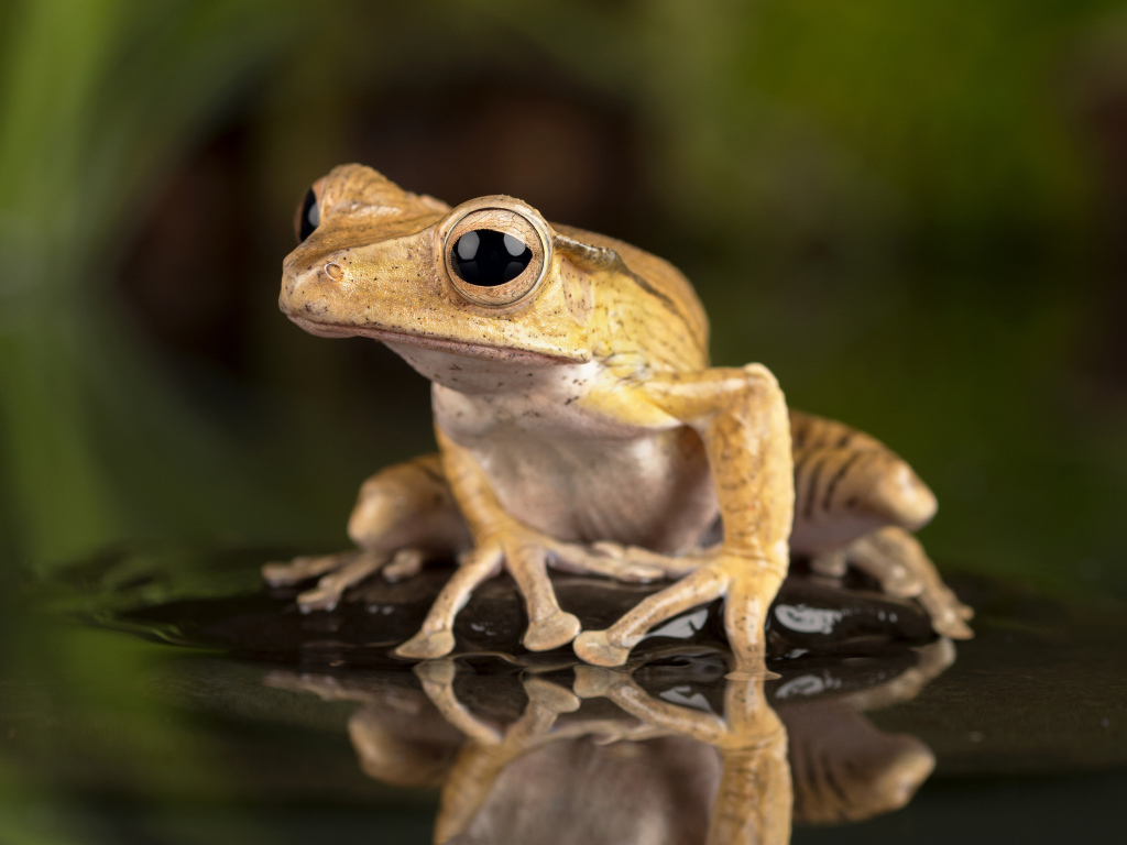 Лягушка с большими глазами сидит в воде на камне