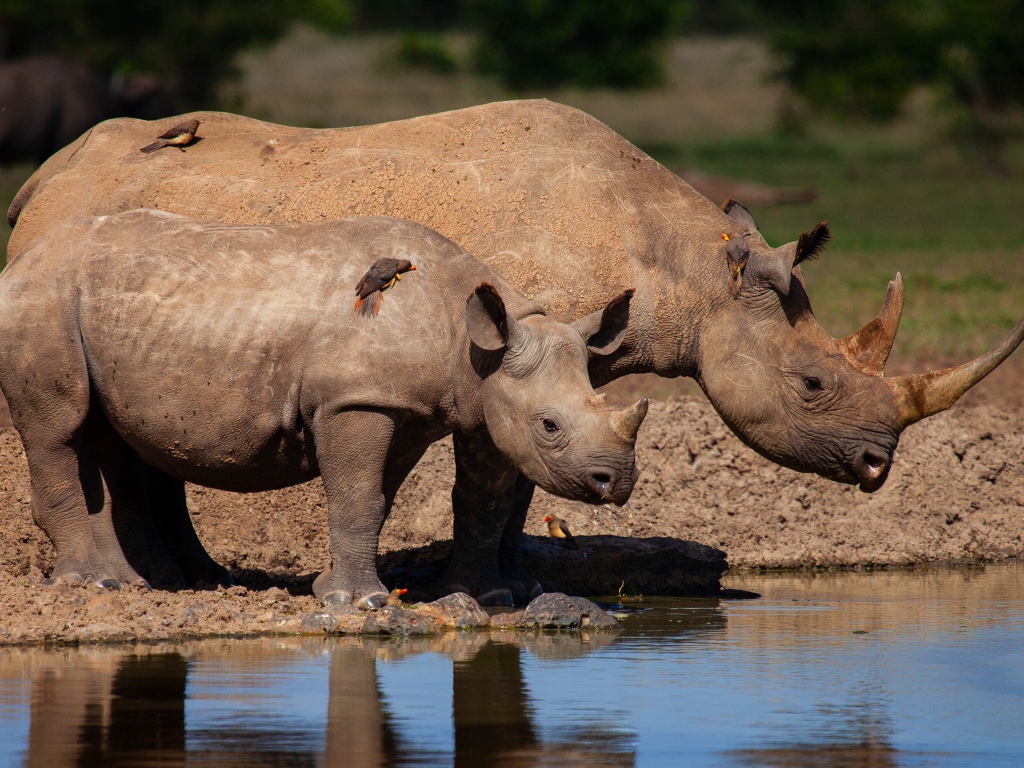 Big rhino with cub near the water