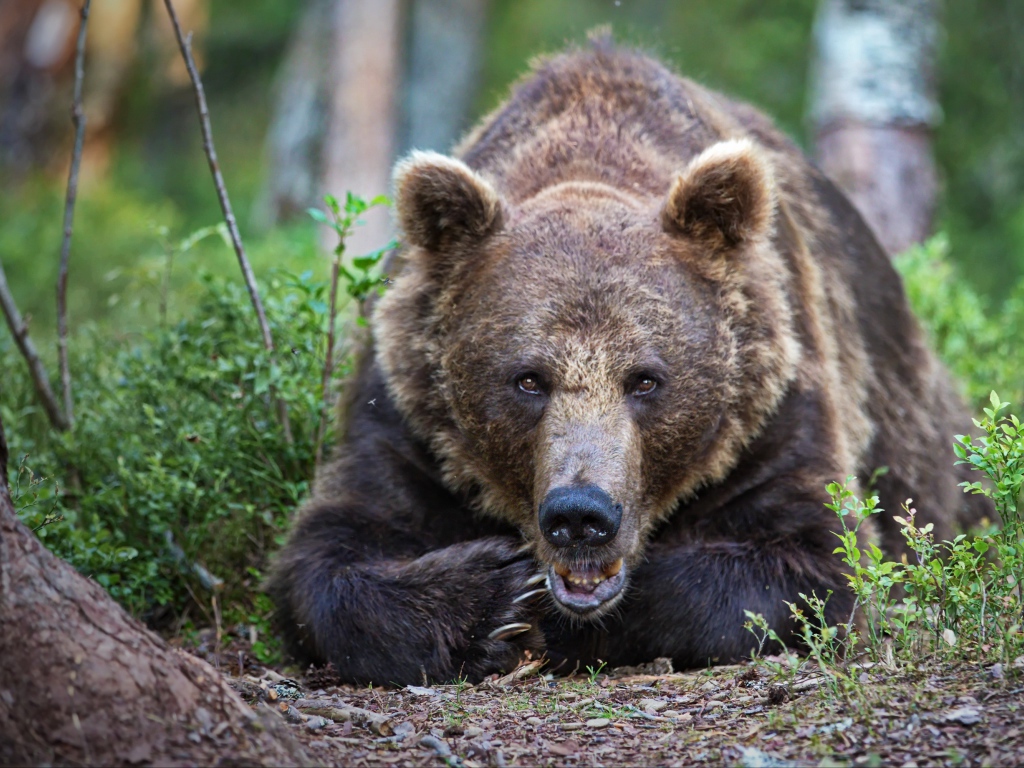 Большой бурый медведь лежит в лесу у дерева