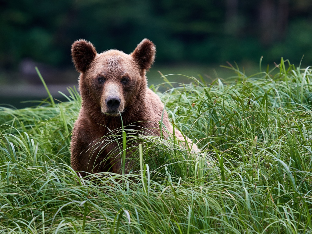 Большой бурый медведь сидит в высокой зеленой траве 