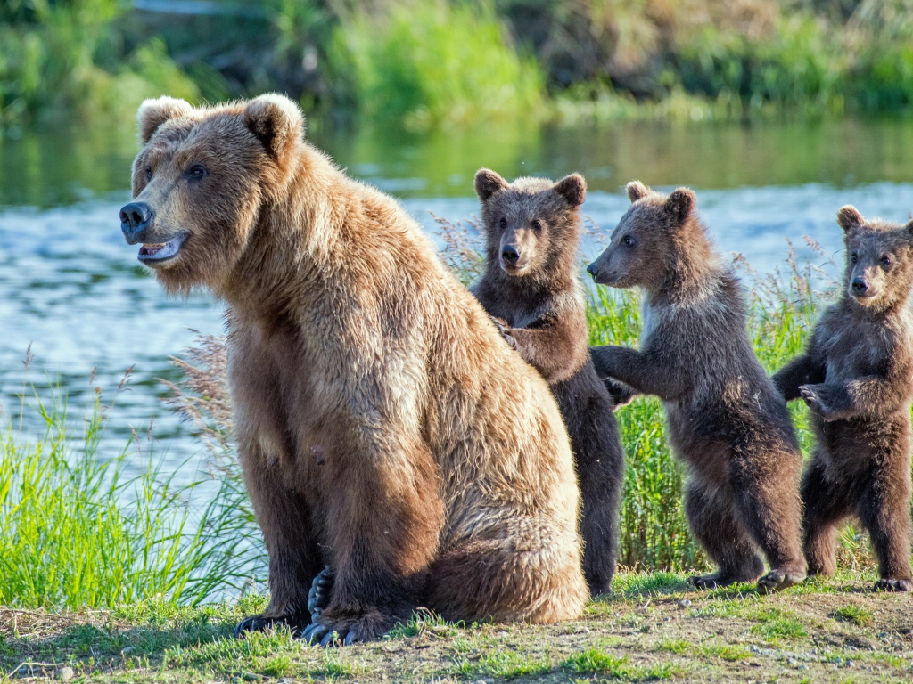 Большая медведица с тремя маленькими медвежатами у реки
