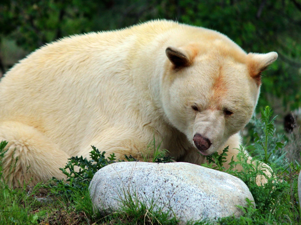 Большой грозный белый медведь у камней