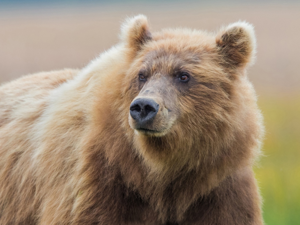 Большой мохнатый бурый медведь