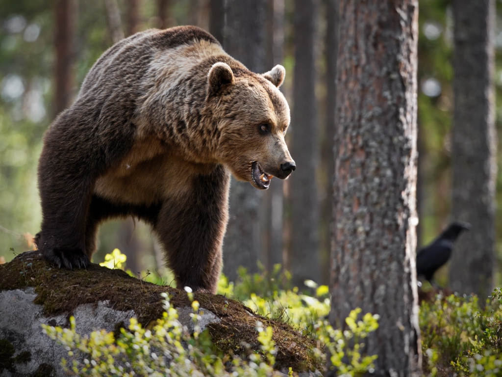 Большой грозный бурый медведь стоит в лесу