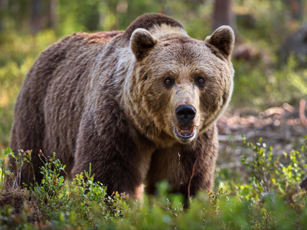 Большой грозный бурый медведь идет по траве