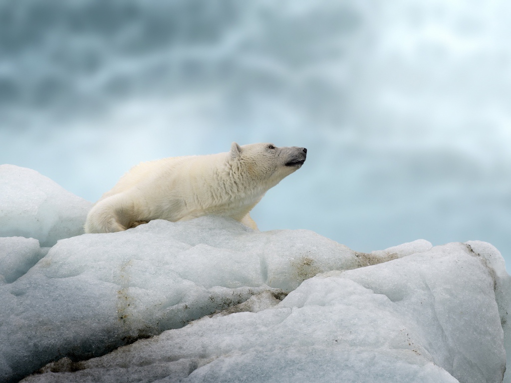 Большой полярный медведь лежит на холодной льдине