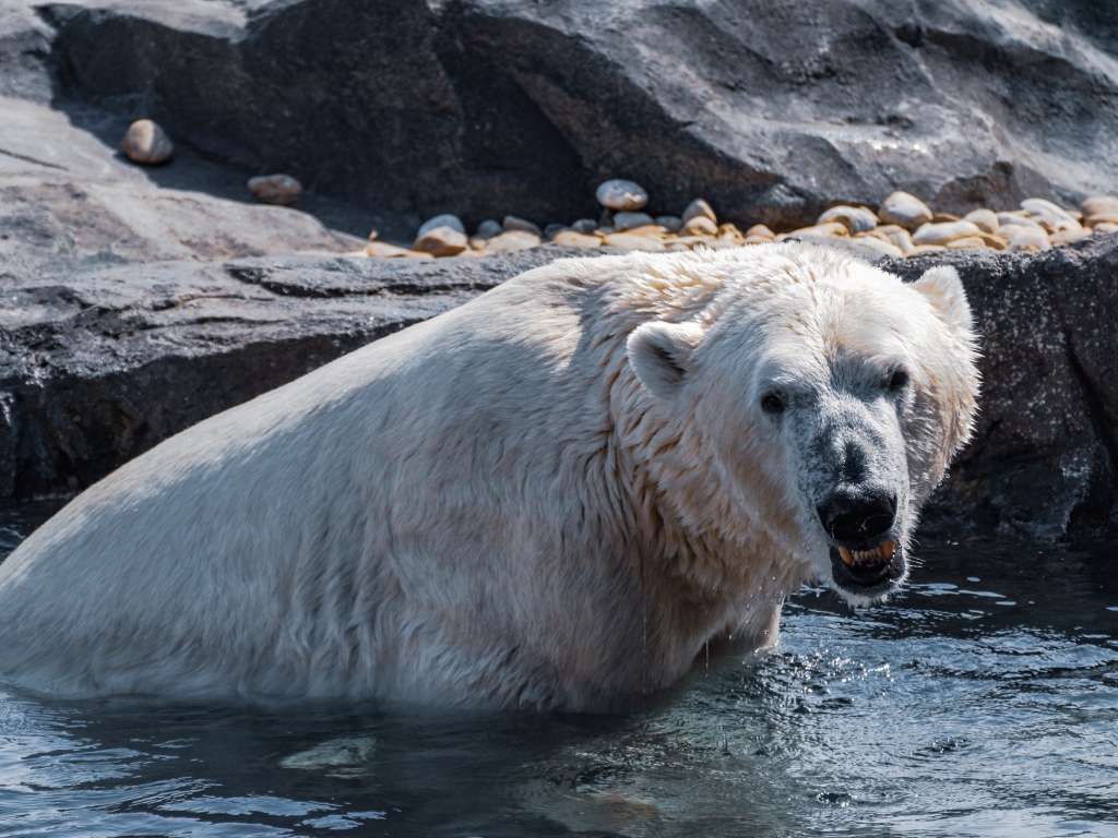 Большой белый медведь сидит в воде в зоопарке 