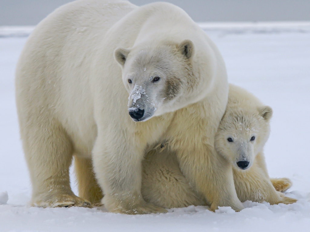 Большая полярная медведица с медвежонком на снегу