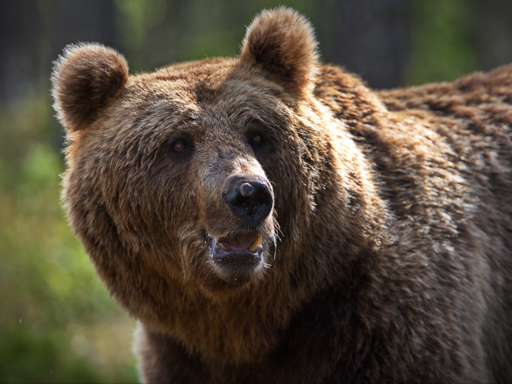 Большой сильный бурый медведь 