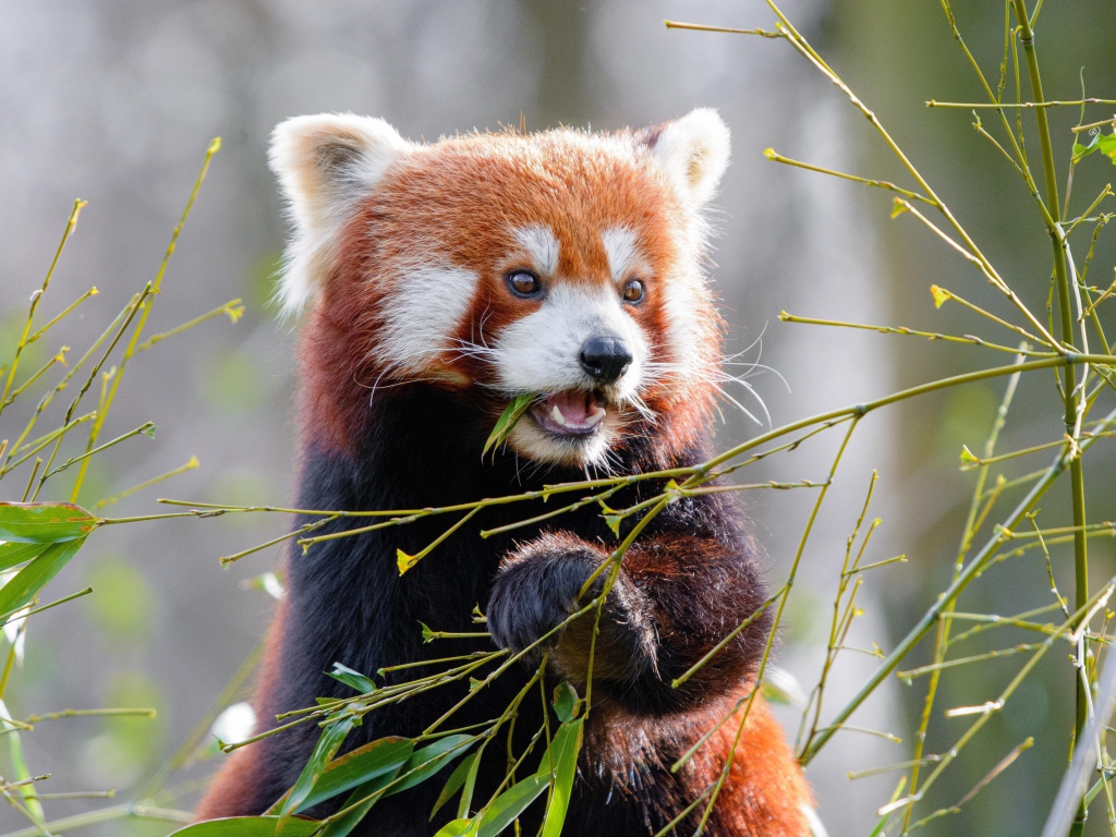 Милая малая панда грызет ветки бамбука