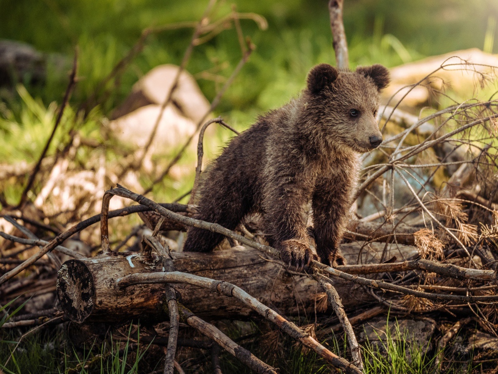 Маленький бурый медвежонок стоит на сухих ветках в лесу