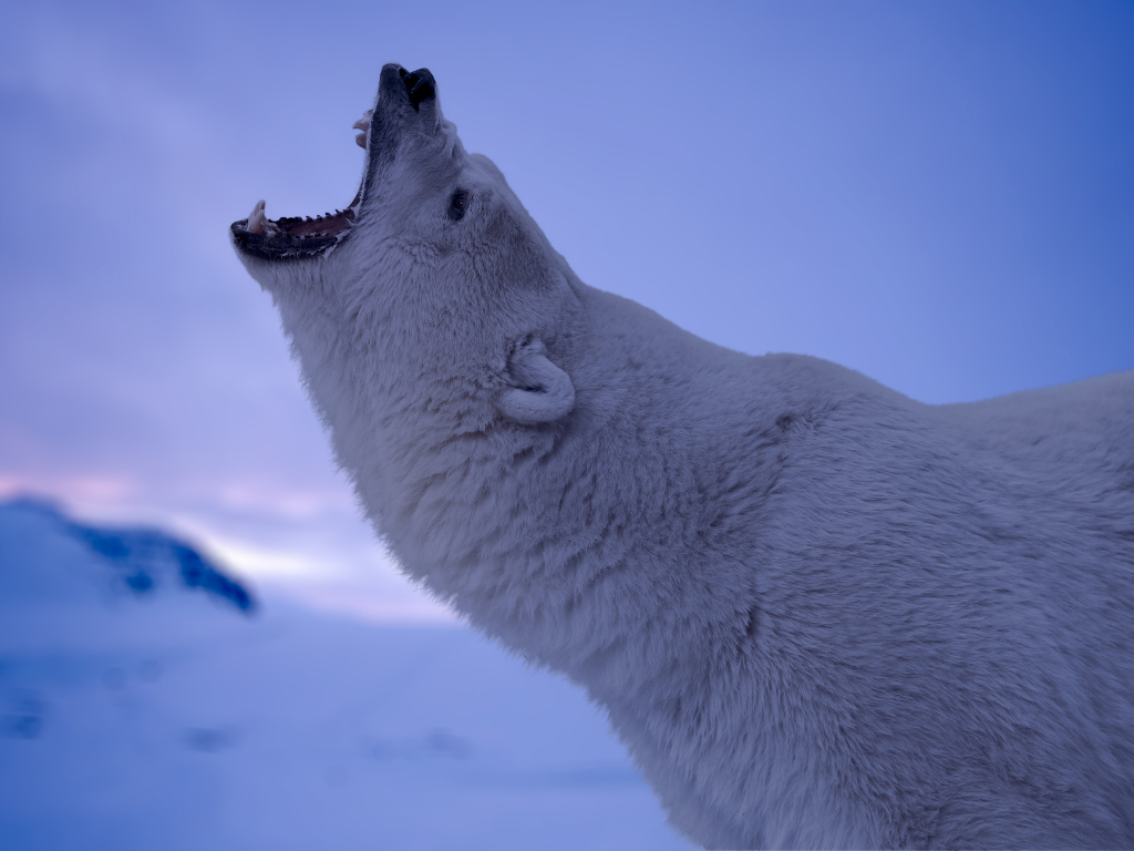 Белый полярный медведь с открытой пастью 