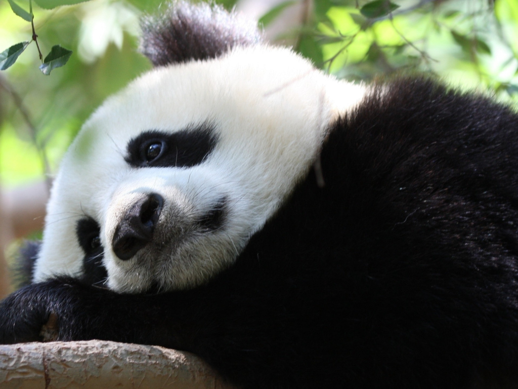 Грустная большая панда лежит на дереве 