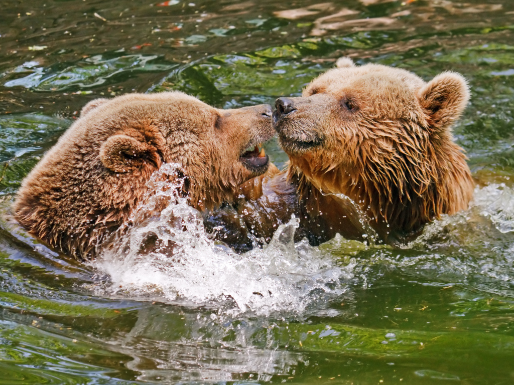 Two brown bears in the water