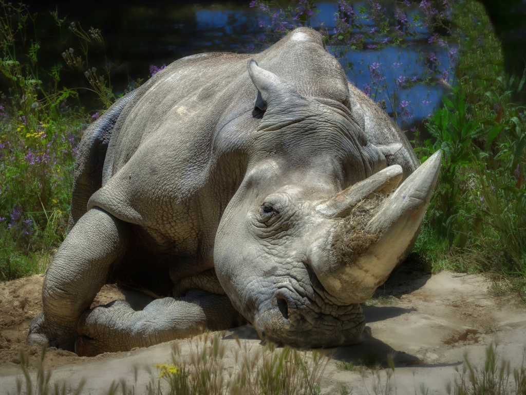 Большой носорог лежит на земле у пруда 