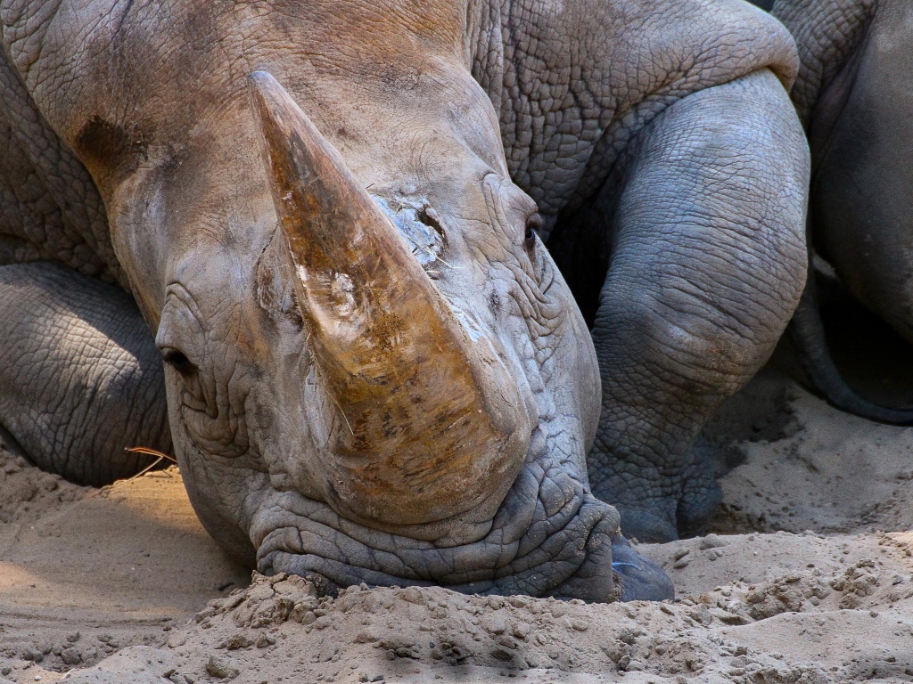 Большой носорог лежит на песке