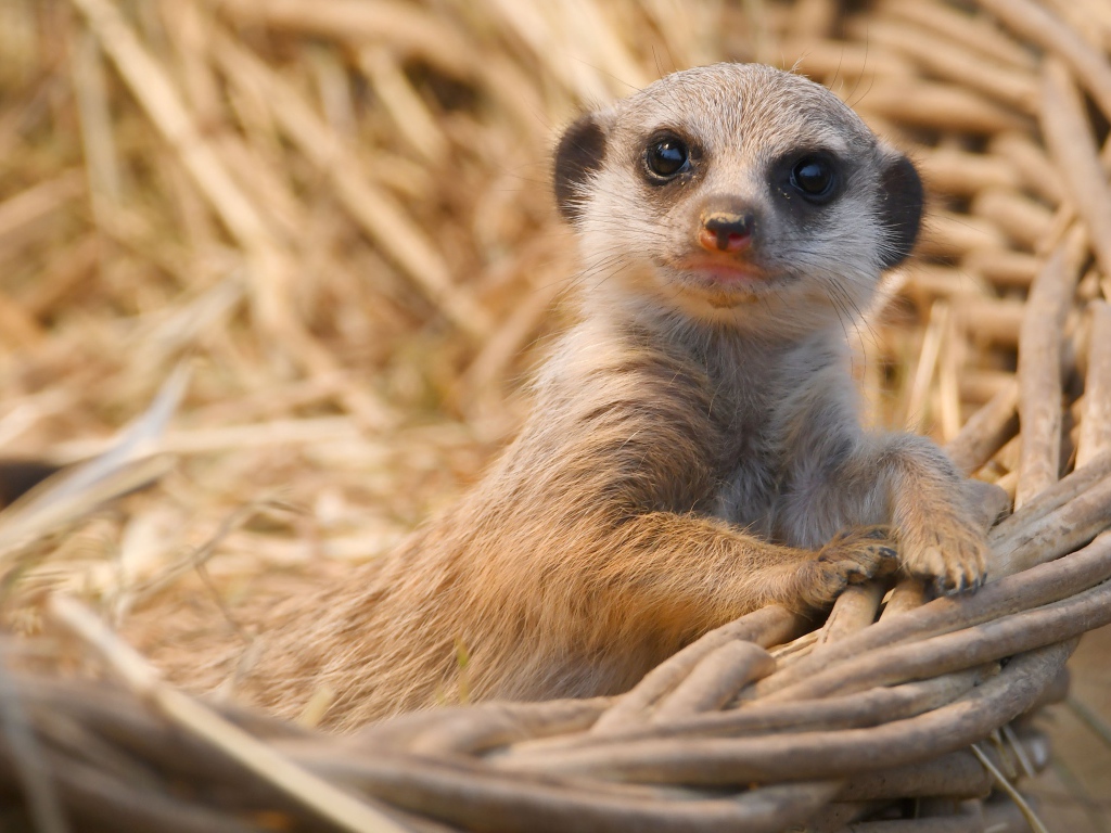 Маленький сурикат лежит в корзине