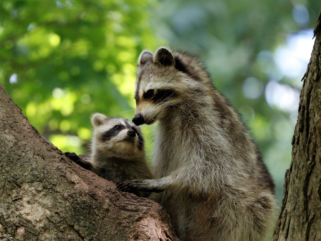 Мама енот с ребенком сидят на дереве