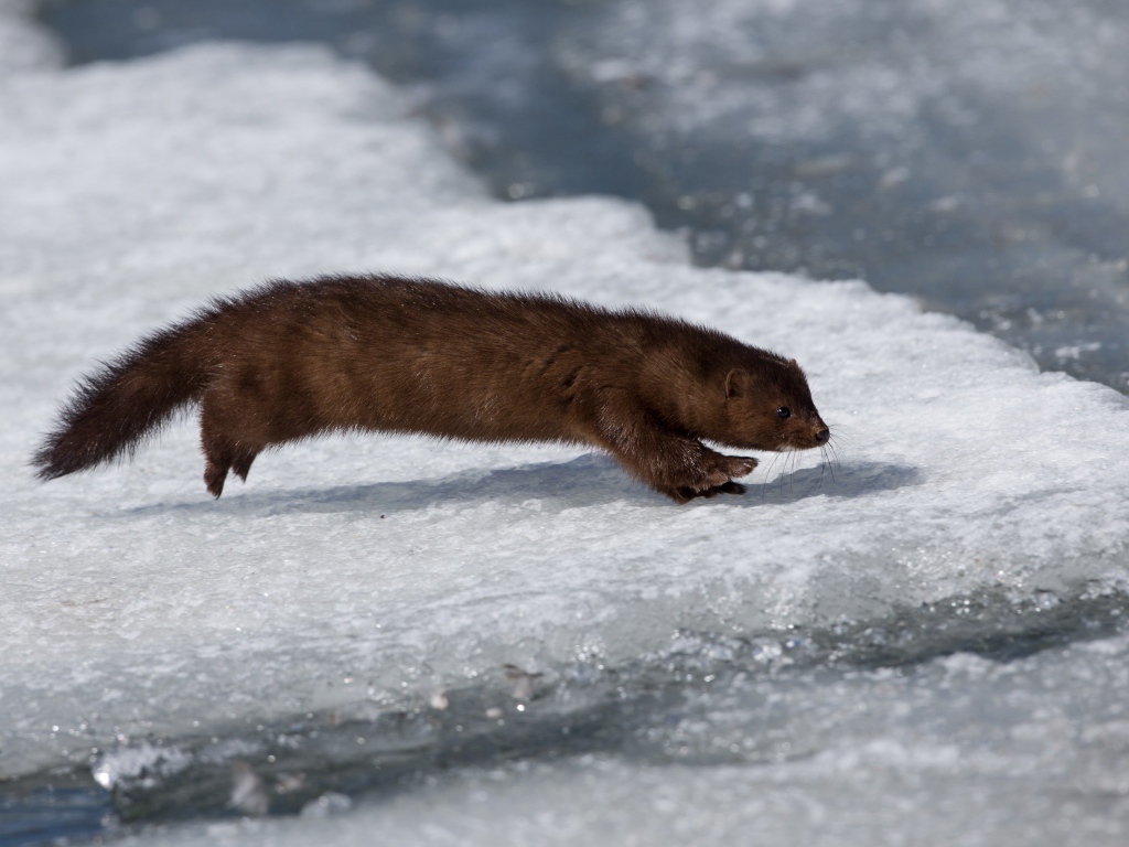 Хищная куница охотится на льду 