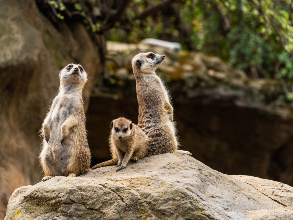 Три суриката сурикаты на камне в зоопарке